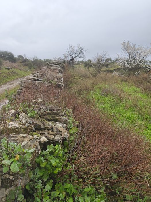 Terreno rústico em Moncorvo