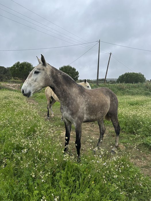 Poldra Lusitana com 3 anos