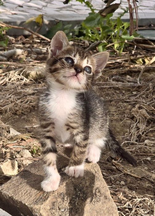 Gatos bebes para adopção