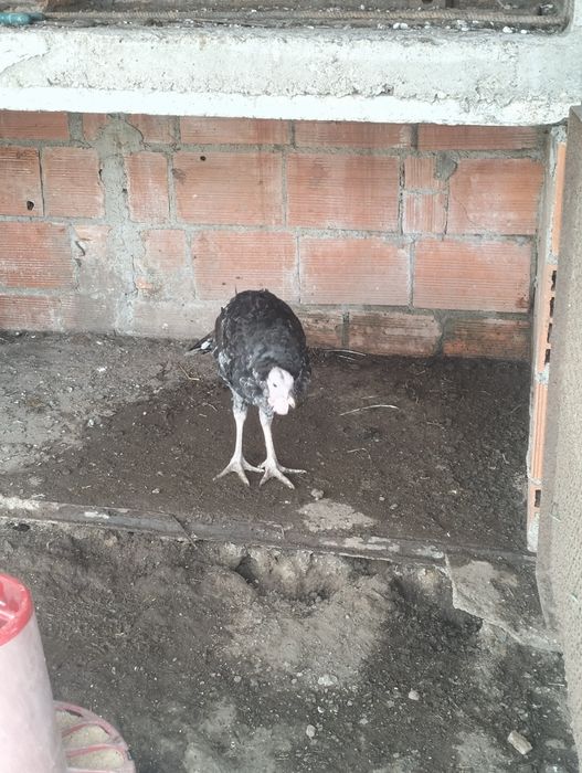 Vendo 3 perus com cerca de 4 meses