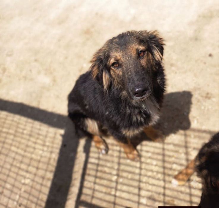 Cachorro peludo para adoção responsável