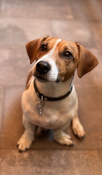 Цуценя  Джек Рассела