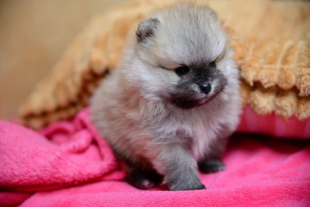 Pomeranian micro sunia xxxs