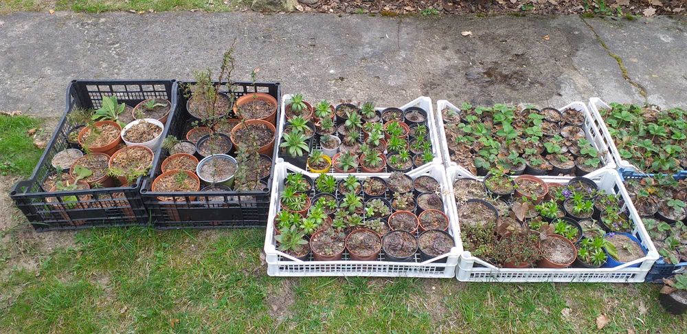 Truskawki maliny rośliny skalnikowe itp.