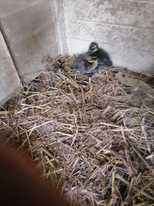 Patos lago bem lindos