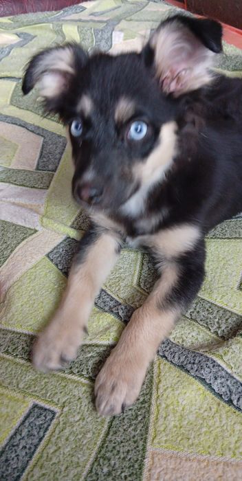 Собачка маленькой породы