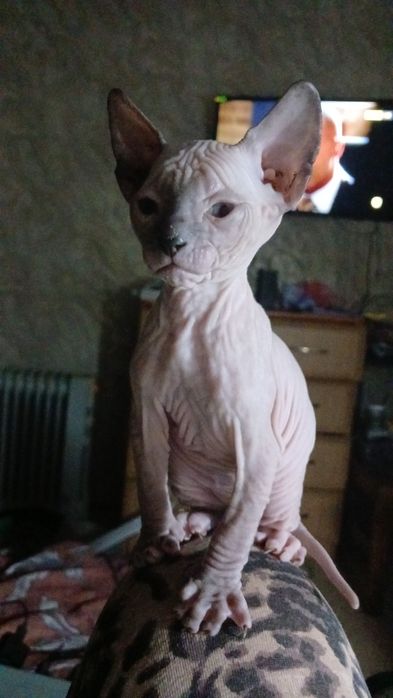 Донской сфинкс 2 місяці