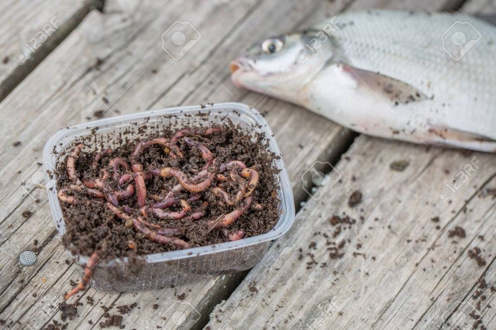 Дендробена.Рибалка черв'як.Червяк.Наживка