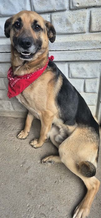 Śliczna suczka do adopcji