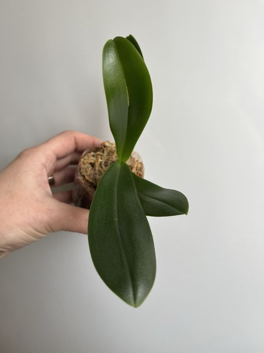 Фаленопсис-сюрприз