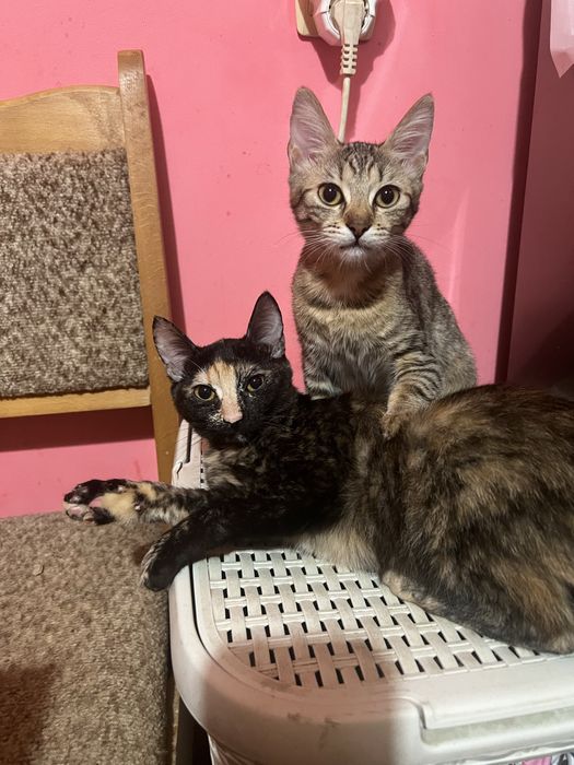 Відаємо кошенят у добрі руки