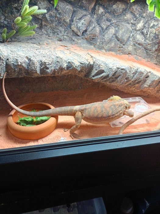 Agama brodata ,samiec