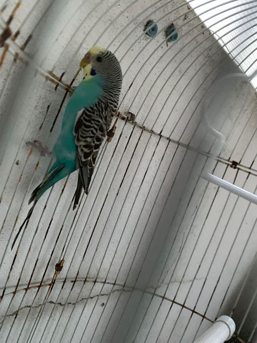 Periquito fêmea azul