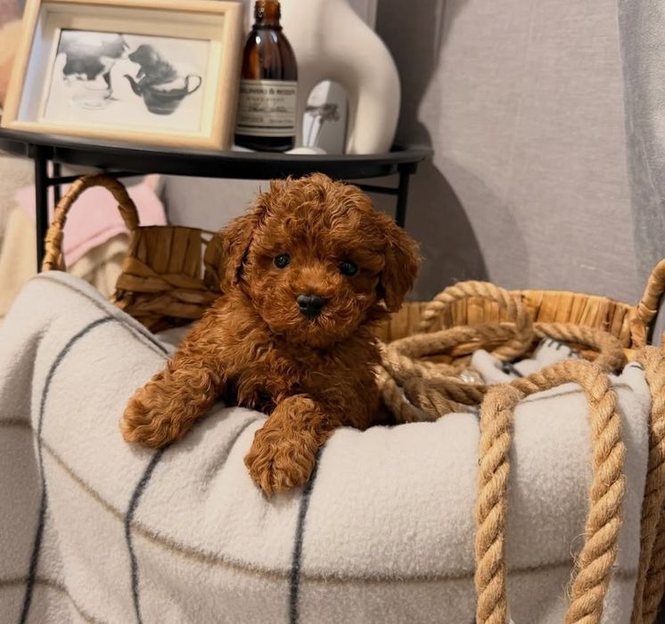 Сонячна дівчинка той пудель