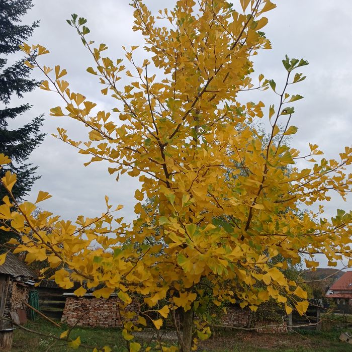 гінкго білоба листочки