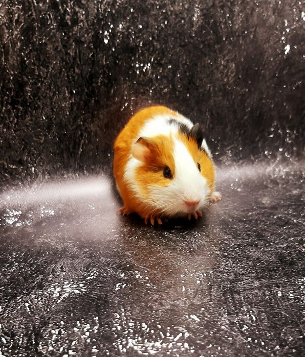 Морская свинка,морские свинки,морська свинка,морські свинки