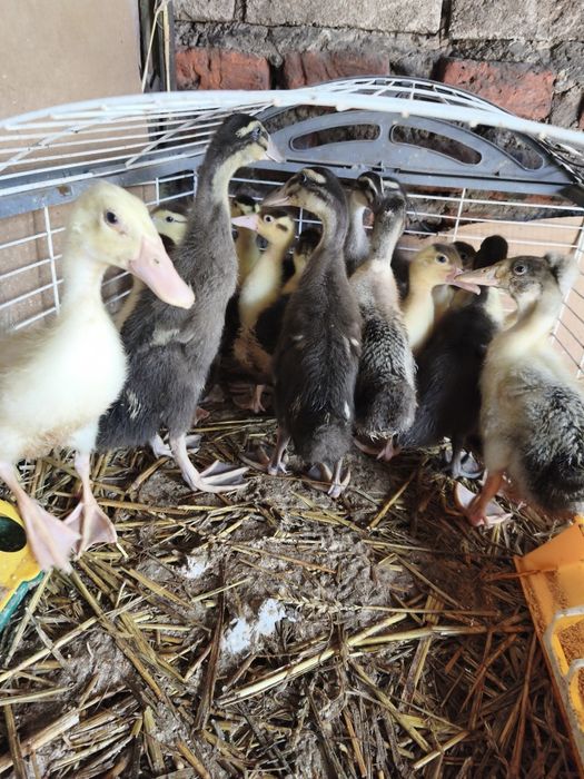 Sprzedam kaczki cena od 20 zł