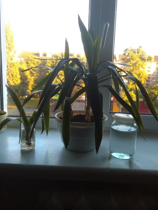 Квітка кімнатна ЮККА 3 самостійних рослини