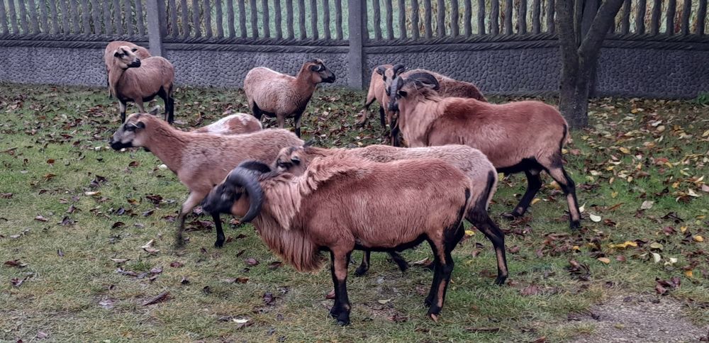 owce kameruńskie