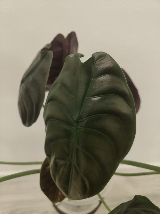 Alocasia cuprea // planta interior