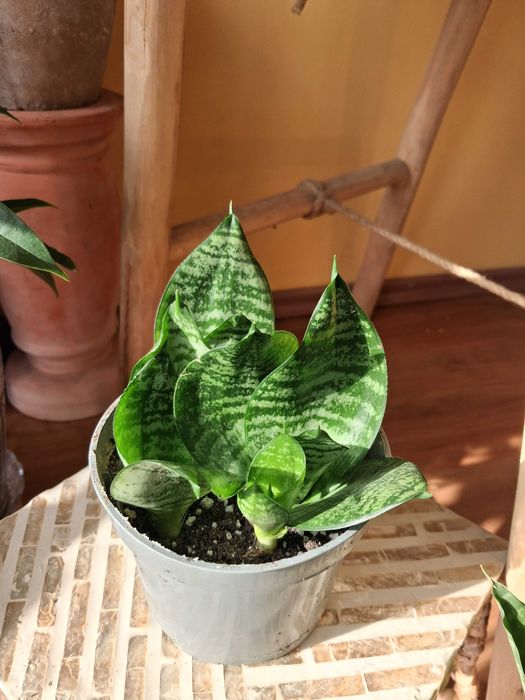Sansevieria gwinejska