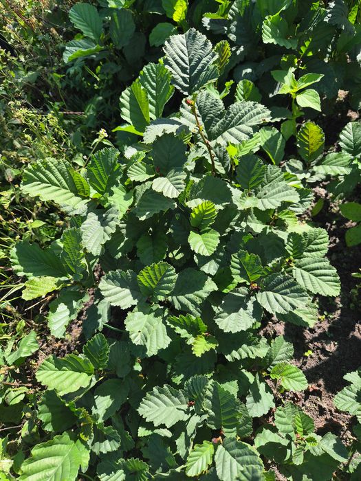 Olsza czarna sadzonki