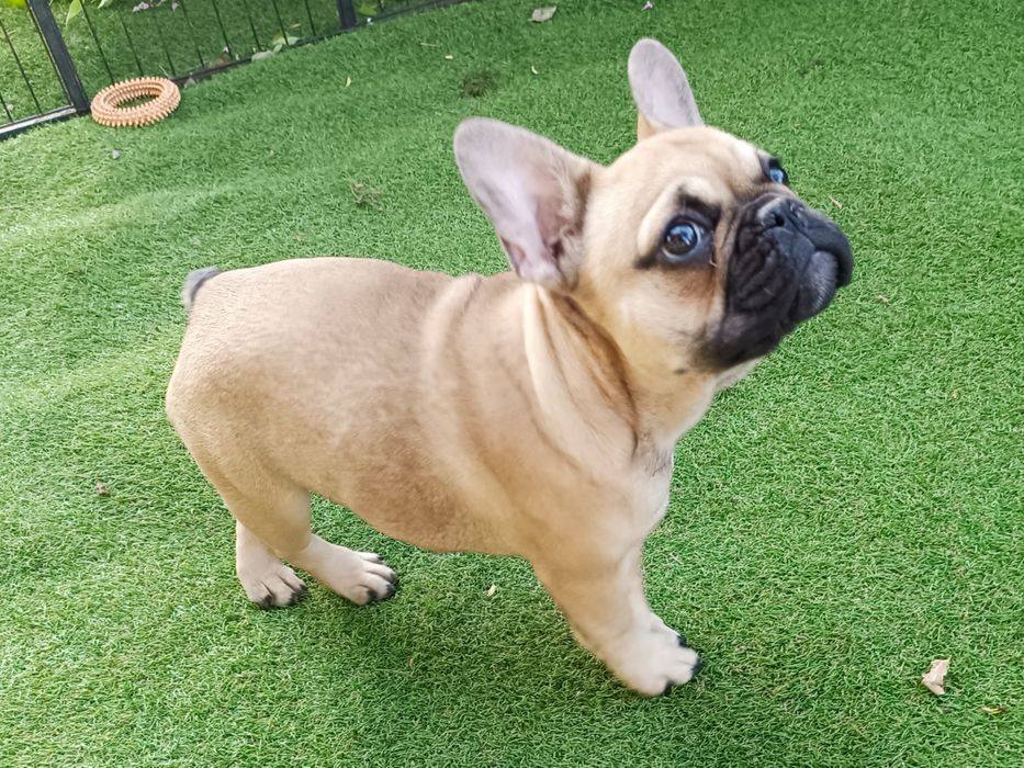 Buldog francuski płowa dziewczynka