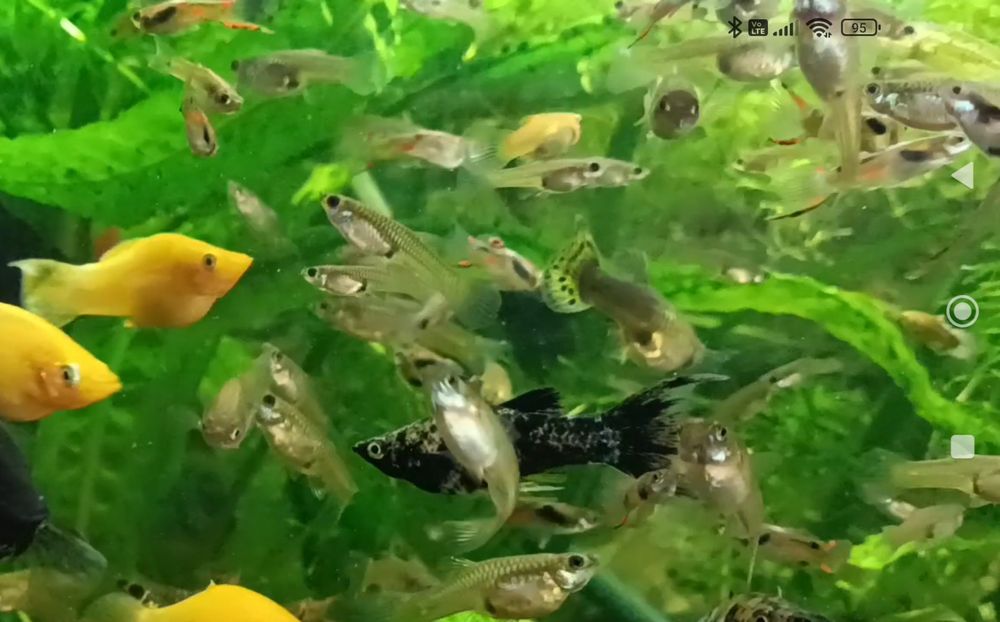 Gupiki endlera  młode