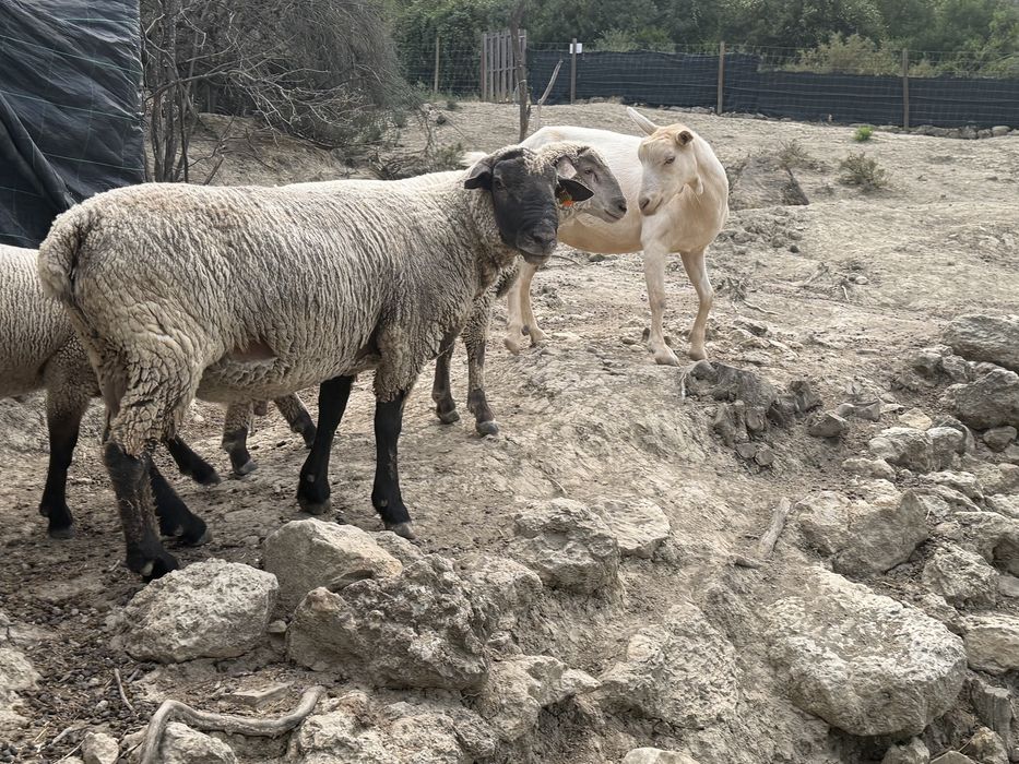 Ovelhas, cabras, cabritos, borregas