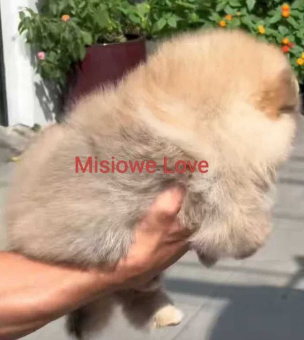 !!! Mały Cudo Miś pomeranian mini