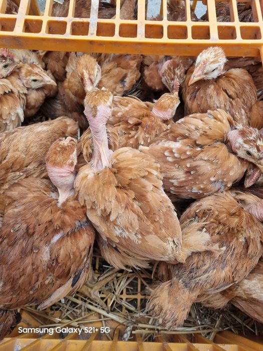 Добові та підрощені курчата.