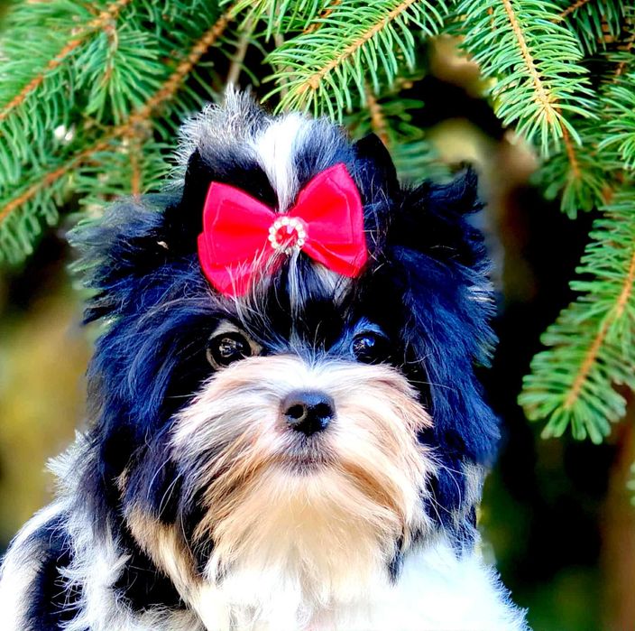 York , Yorki ,Biewery .  Śliczny piesek  Biewer  Yorkshire Terrier   .