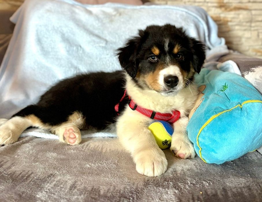 Owczarek Australijski-piesek