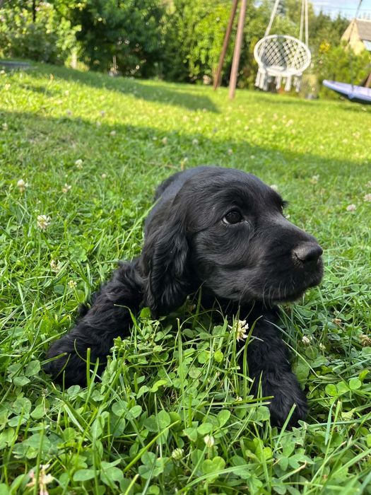 Cocker Spaniel Angielski