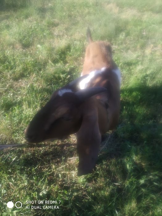 Коза  англонубійська 100%.