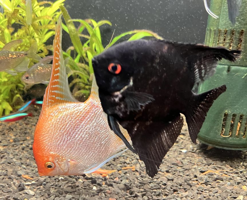 Великі скалярії 15-17см