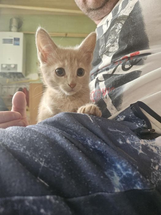 Кошенята в добрі руки