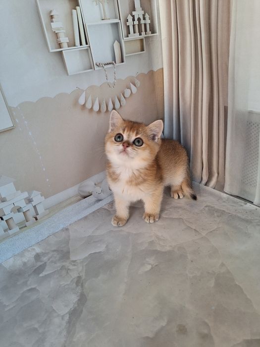 Британська золота шиншила