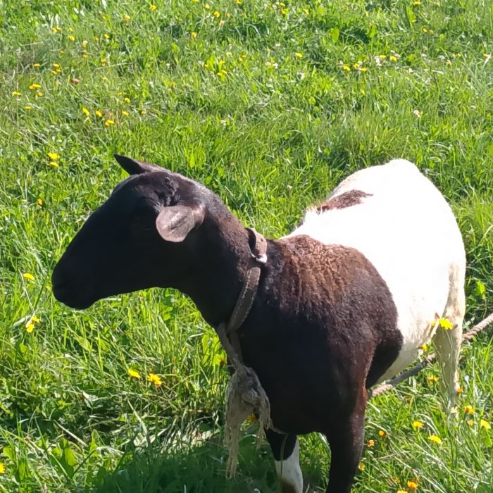 Овечкі породи дорпер