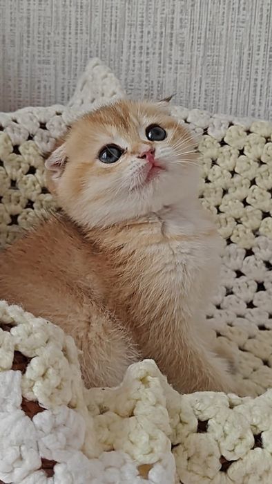 Вислоухие и прямоухие золотые шиншиллы