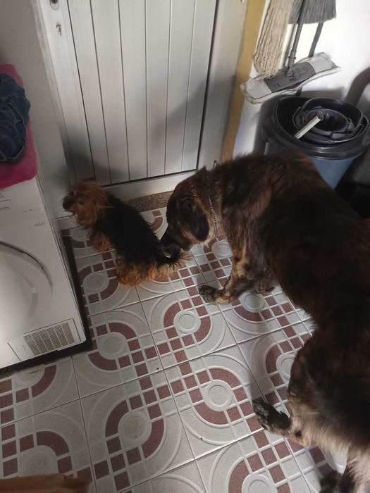 Gil procura Familia de raça