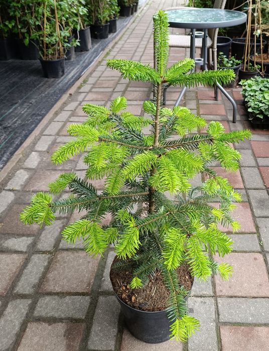 Jodły Kaukaskie w donicy 80-100cm