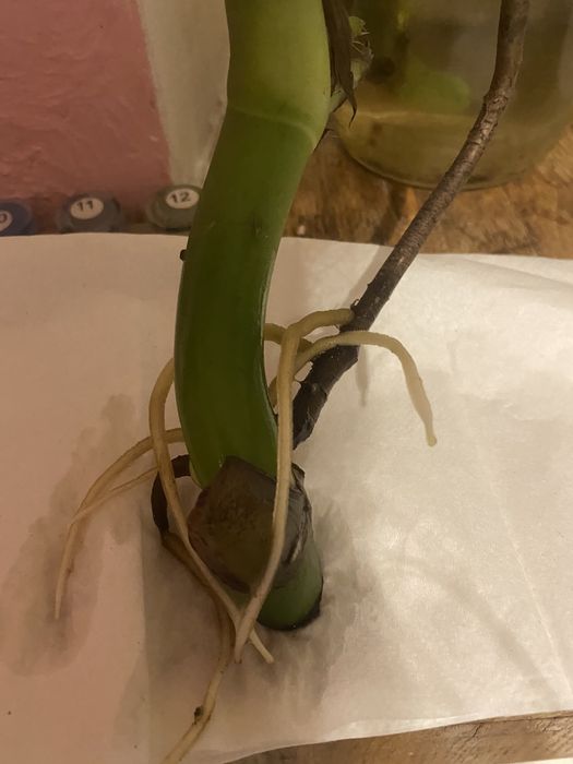 Монстера зеленая