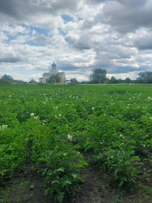Продам земельну ділянку в місті Узин.