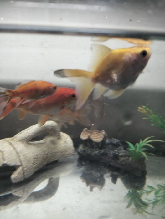 Peixes de água fria