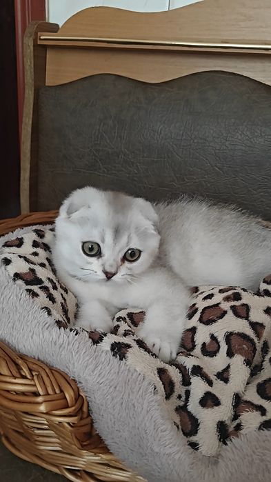 Вислоухие девочка и мальчик серебристые шиншиллы