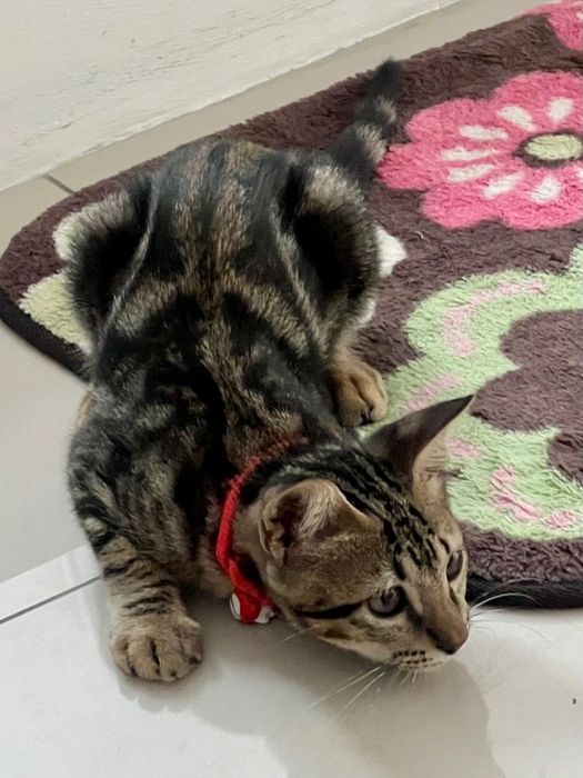 Метис  бенгала шукає нову домівку