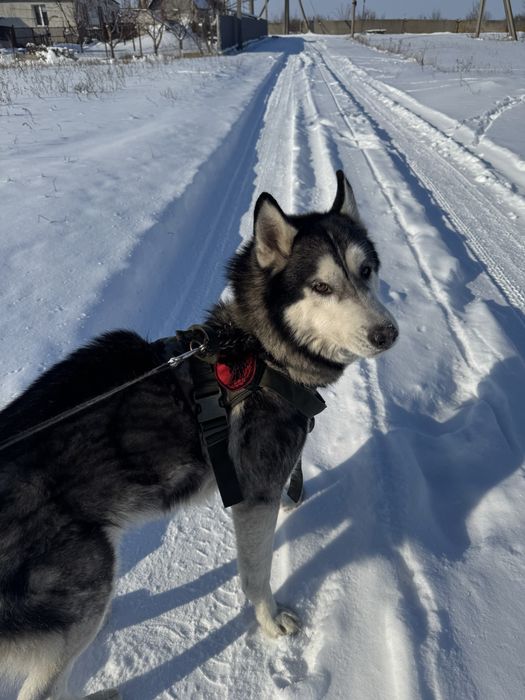Отдам хаски в добрые руки