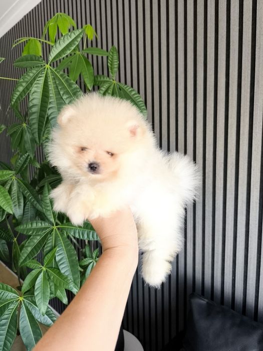 Spitz Mini. .Lulu da Pomerânia. LOP e Afixo Menina Espetácular Mini .