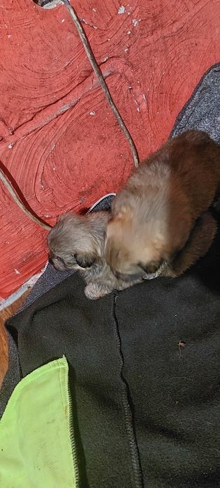 Oddam 3 suczki w dobre ręce